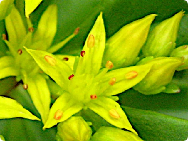 Sedum kamtschaticm