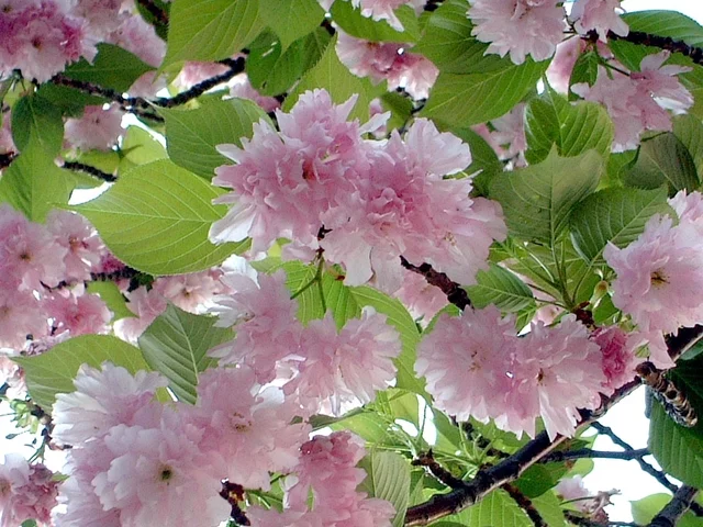 Prunus 'Kanzan'