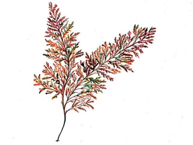 Sargassum horneri