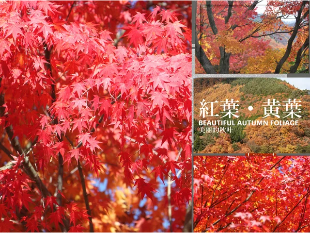 Palmate maple