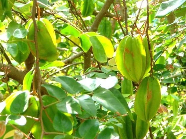 Star fruit