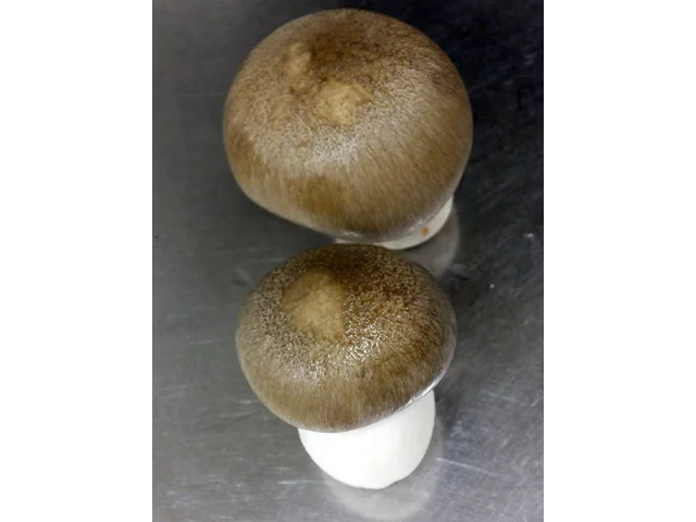玉蕈离褶伞