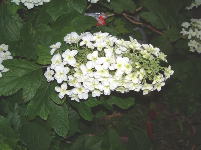 橡树叶绣球花
