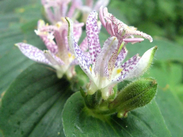 Tricyrtis macropoda