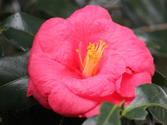 Camellia Akashigata