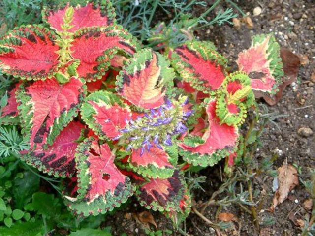 Coleus