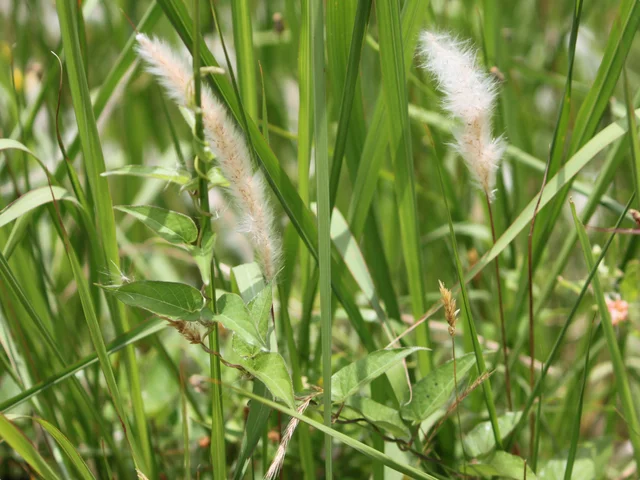 Imperata cyindrica