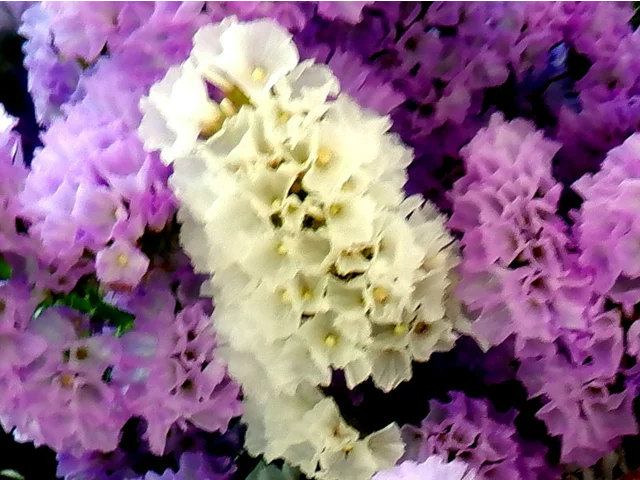 星辰花