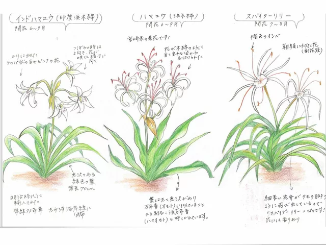 スパイダーリリー