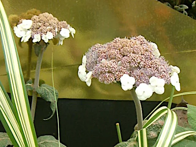 紫陽花 'ストリゴサ'