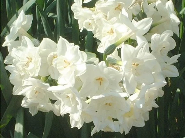 Narcissus