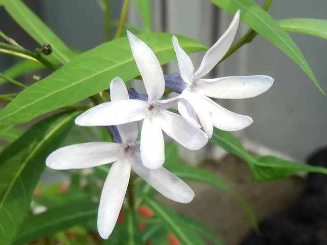 水甘草