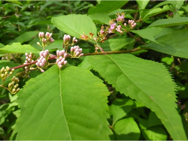 Callicarpa japonica
