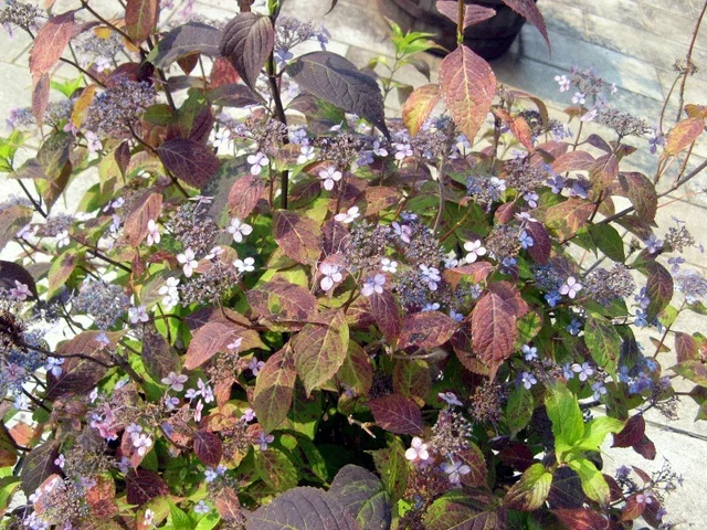 山紫陽花 '甘茶'