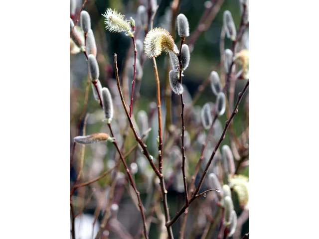 Pussy willow