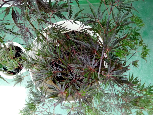 紅葉 紅枝垂