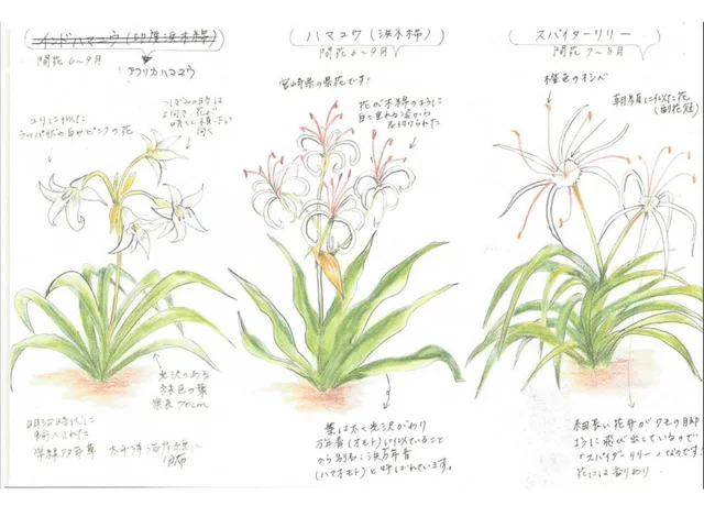 Crinum bulbispermum