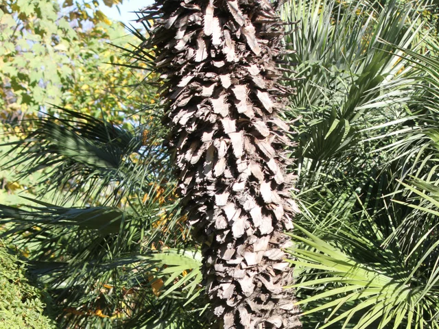 Chamaerops