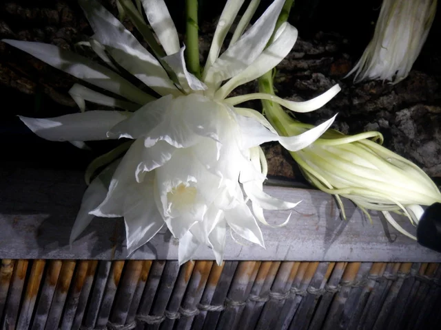 曇花