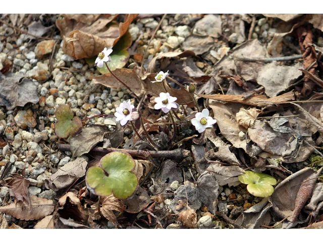 Hepatica pubescens