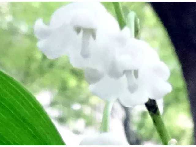 ドイツスズラン