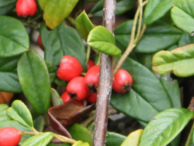 Rock cotoneaster