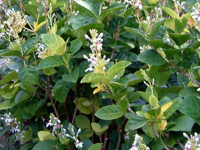 Pseuderanthemum carruthersii