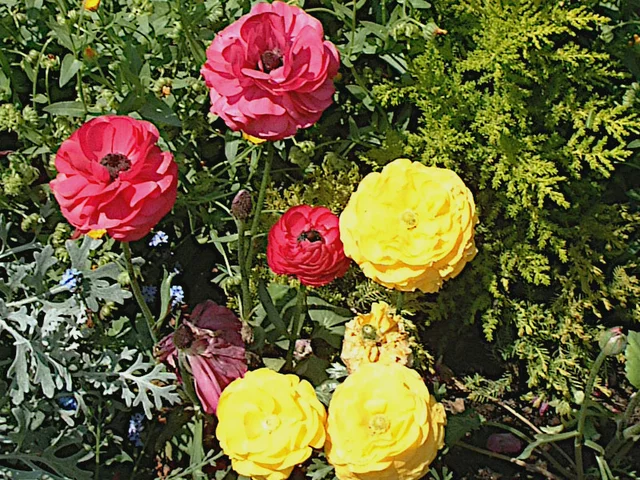 Persian buttercup