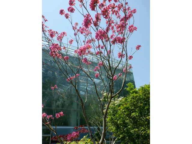 粉红色花風鈴木