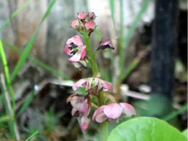 Pyrola alpina