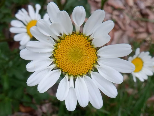 Erigeron karvinskianus