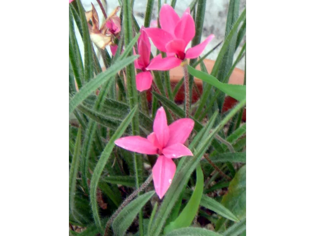 樱茅