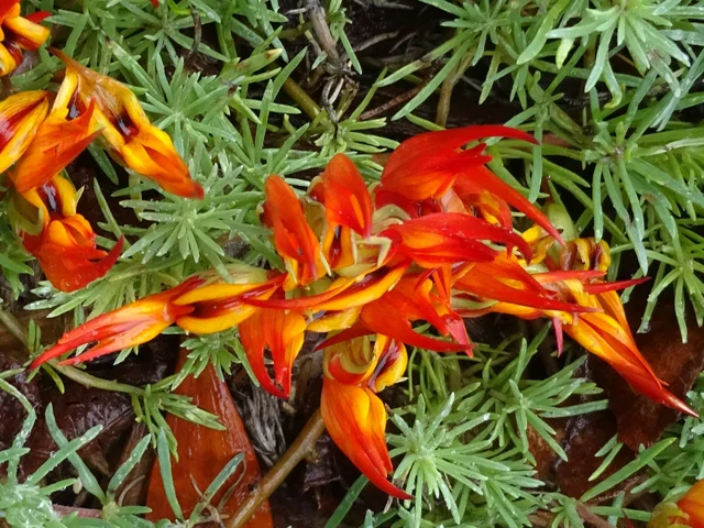 Lotus bertheloti