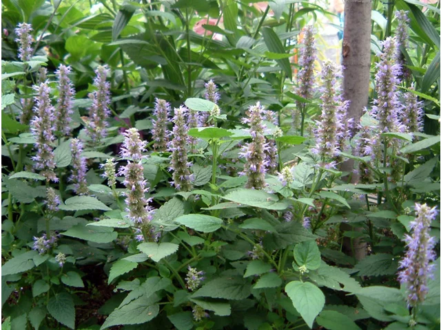 Agastache