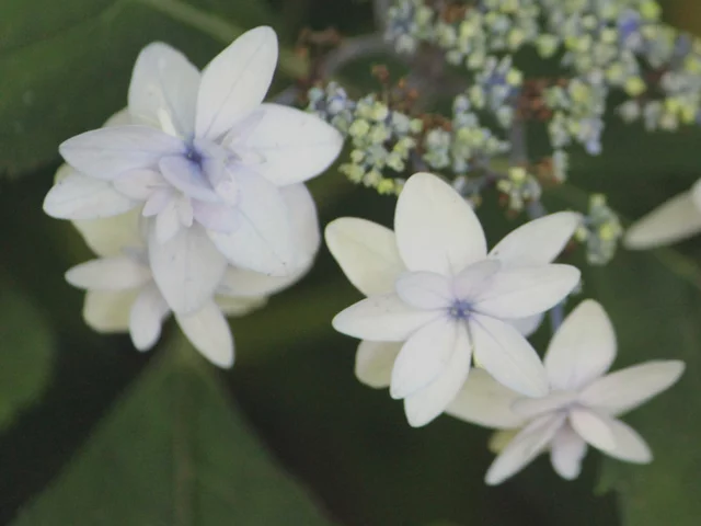 山紫陽花 '菊咲七段花'