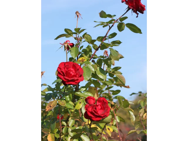 Rose 'Niccolo Paganini'