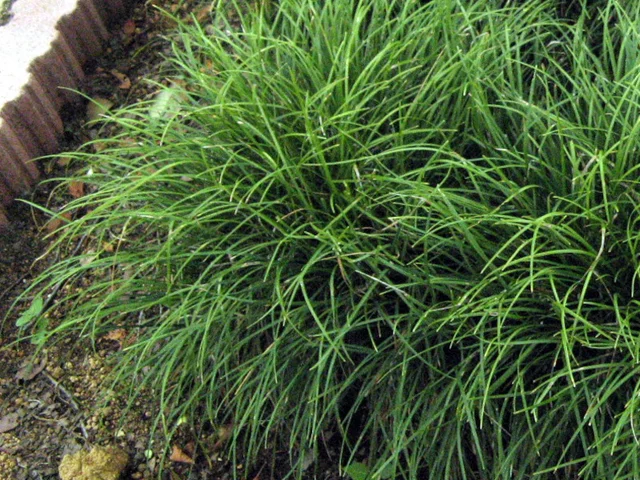 Mondo Grass
