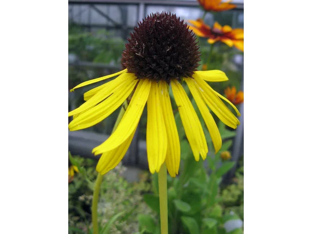 黄锥菊