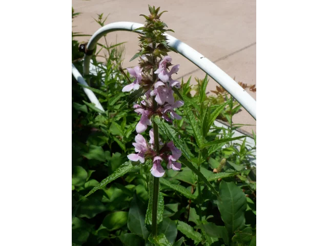 Stachys aspera var. hispidula