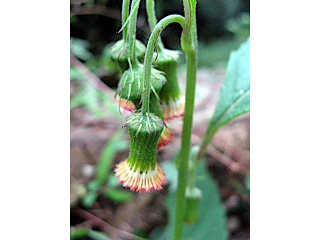 野茼蒿