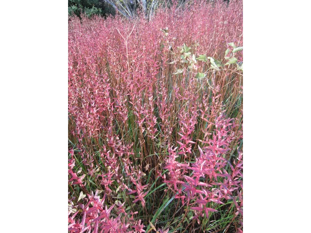 Lythrum anceps