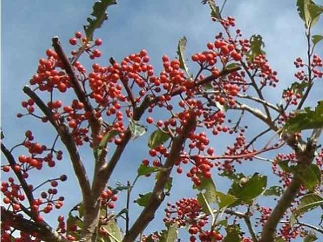 Ilex Rotunda