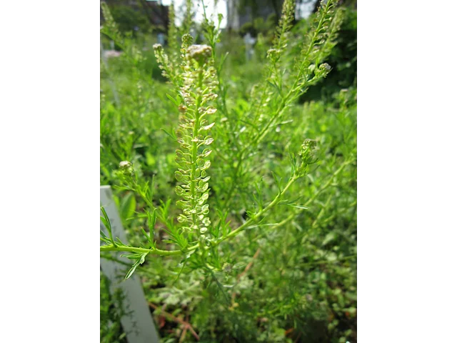南美獨行菜