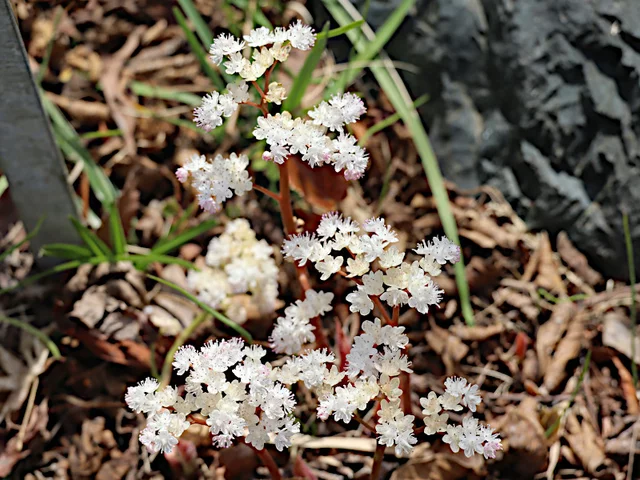 苔藓虎耳草