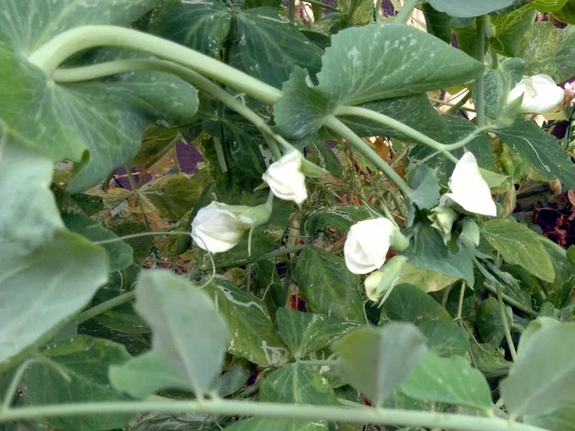 Pea