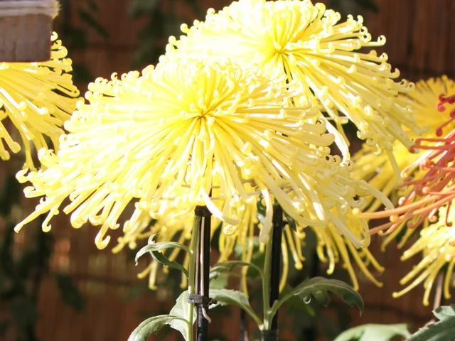 菊花 '聖光金波’