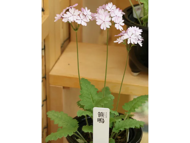 Primrose 'Sasanaki'