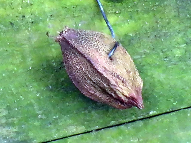 サガリバナ