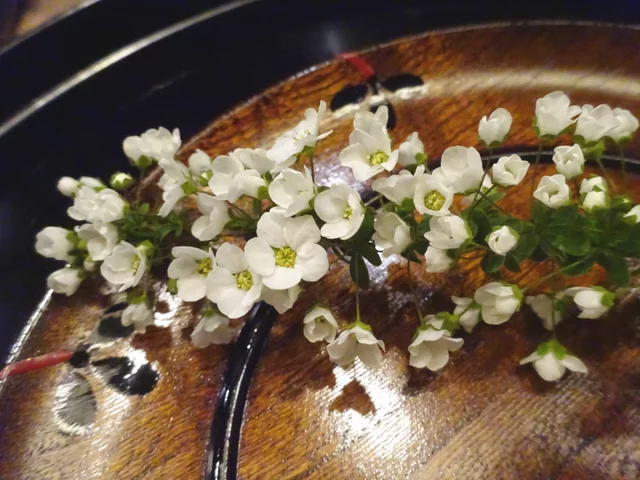 珍珠绣线菊