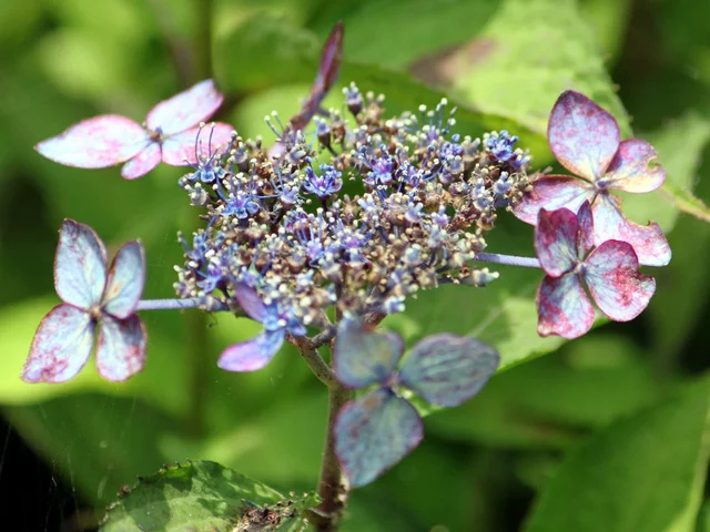 山紫陽花 'つる姫'
